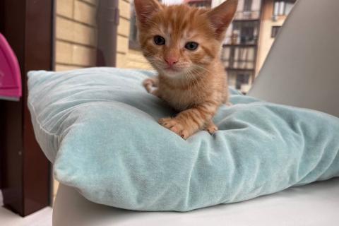 В дар кошку. Три маленьких котенка ищут дом. Фото1