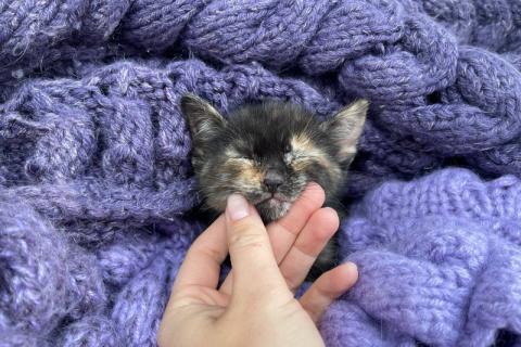 В дар кошку. Три маленьких котенка ищут дом. Фото3