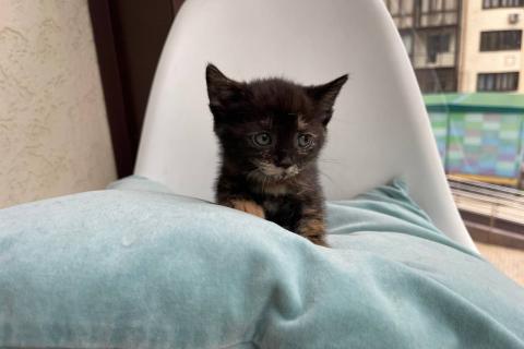 В дар кошку. Три маленьких котенка ищут дом. Фото4