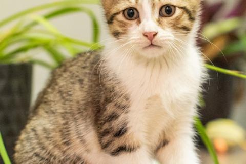 В дар кошку. Котята полосатики-близняшки ищут дом. Фото1