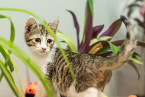 В дар кошку. Котята полосатики-близняшки ищут дом. Фото2