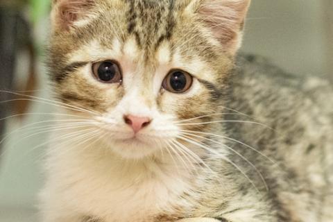 В дар кошку. Котята полосатики-близняшки ищут дом. Фото3