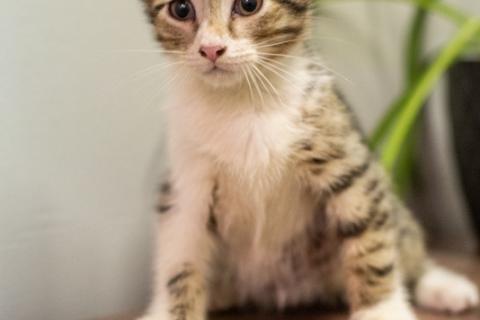 В дар кошку. Котята полосатики-близняшки ищут дом. Фото4