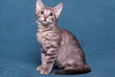 В дар кошку. Великолепные красавчики котята Руфина и Тайсон. Фото3