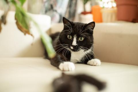 В дар кошку. Плюшевый котик Маркиз ищет дом. Фото3