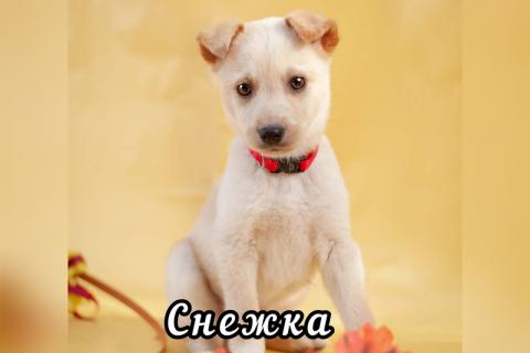 В дар собаку. Красивые щенки в дар. Фото1