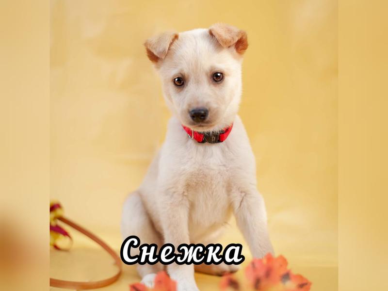 В дар собаку