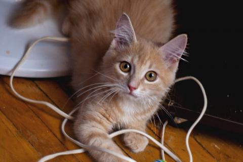 В дар кошку. Очаровательный рыжий котенок рыжик в дар. Фото3
