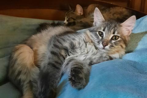 В дар кошку. Котенок Мона Лиза — метис сибирской породы в дар. Фото1