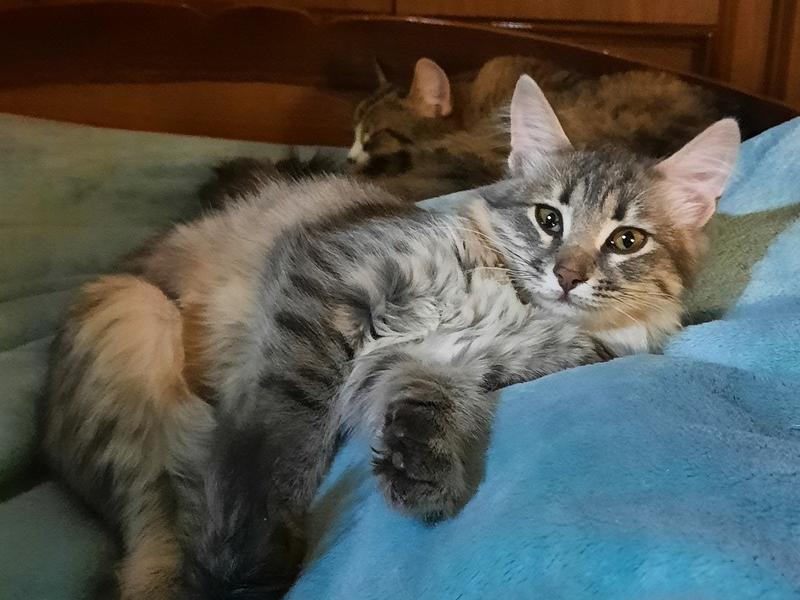 В дар кошку
