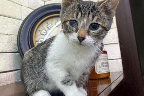 В дар кошку. Милейший домашний крошка-котенок Сэм в добрые руки. Фото1