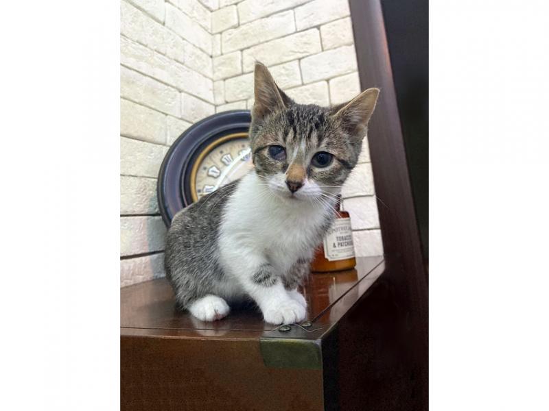 В дар кошку