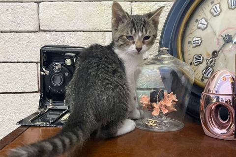 В дар кошку. Милейший домашний крошка-котенок Сэм в добрые руки. Фото2