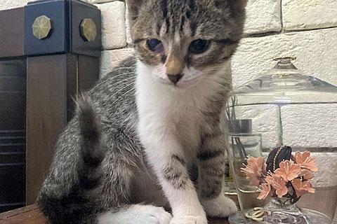 В дар кошку. Милейший домашний крошка-котенок Сэм в добрые руки. Фото3