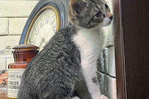 В дар кошку. Милейший домашний крошка-котенок Сэм в добрые руки. Фото4