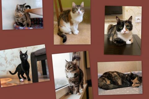 В дар кошку. Домашние кошечки и котик, потерявшие хозяйку, срочно ищут дом. Фото1