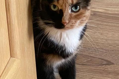 В дар кошку. Домашние кошечки и котик, потерявшие хозяйку, срочно ищут дом. Фото2