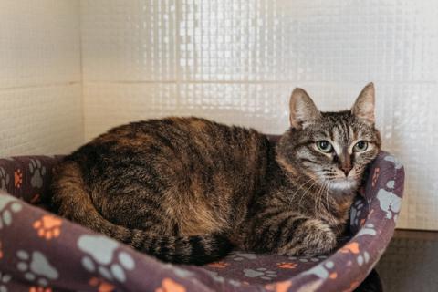 В дар кошку. Домашние кошечки и котик, потерявшие хозяйку, срочно ищут дом. Фото3