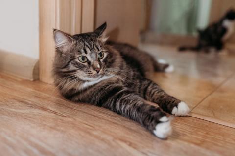 В дар кошку. Домашние кошечки и котик, потерявшие хозяйку, срочно ищут дом. Фото4