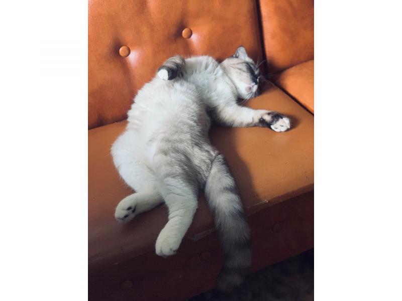 В дар кошку