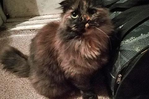 В дар кошку. Инопланетное чудо, черепаховая вислоухая кошечка Муся в добрые ру. Фото4