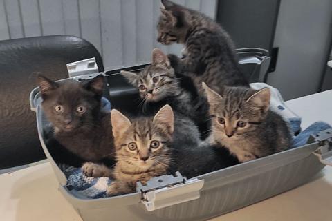В дар кошку. Четыре сыночка и лапочка дочка. Чудесные домашние котята в добрые. Фото1