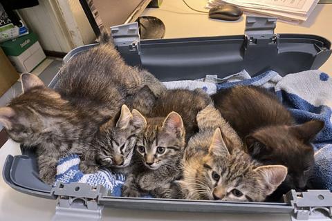 В дар кошку. Четыре сыночка и лапочка дочка. Чудесные домашние котята в добрые. Фото2