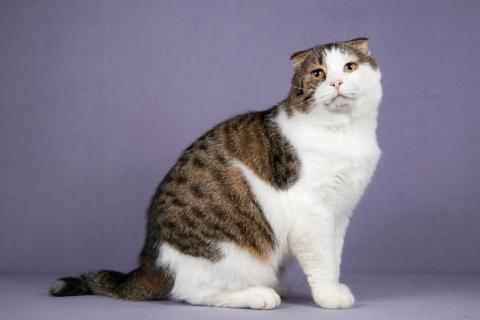 В дар кошку. Очень ласковый и ручной шотландский кот Сальвадор ищет дом. Фото1
