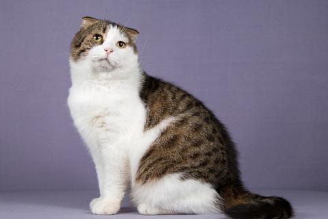 В дар кошку. Очень ласковый и ручной шотландский кот Сальвадор ищет дом. Фото3