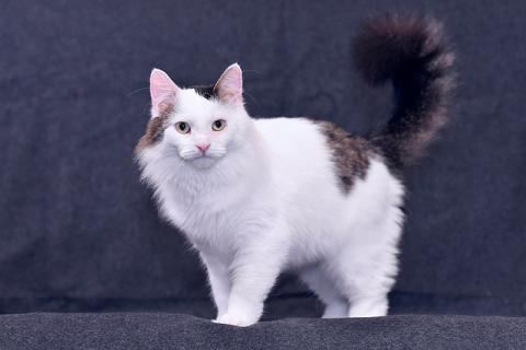 В дар кошку. Шикарный котище - Снежище в добрые руки. Фото1