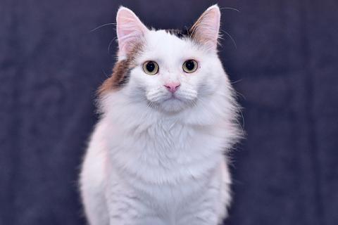В дар кошку. Шикарный котище - Снежище в добрые руки. Фото2