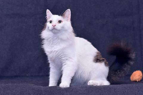 В дар кошку. Шикарный котище - Снежище в добрые руки. Фото3