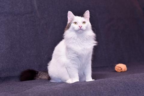В дар кошку. Шикарный котище - Снежище в добрые руки. Фото4