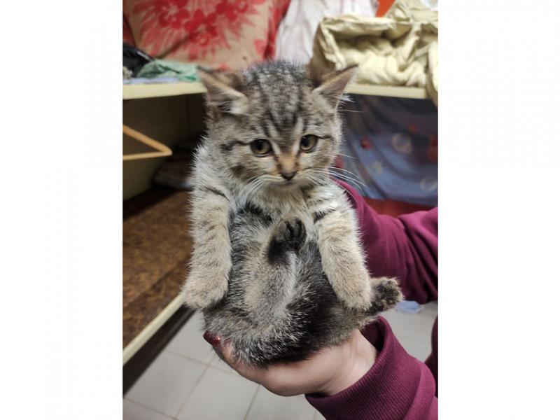 В дар кошку