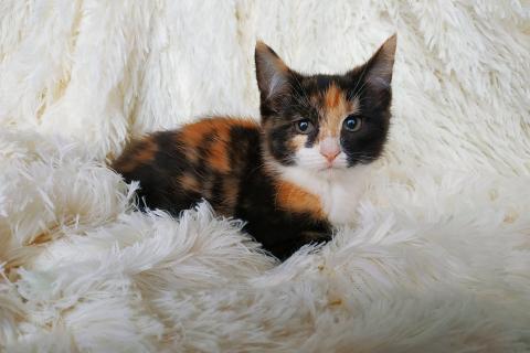 Продаю кошку. Трехцветная девочка 2,5мес. Фото1