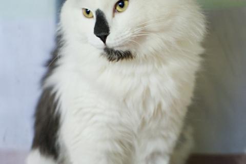 В дар кошку. Классный, спокойный и разумный кот Сильвер. Фото3