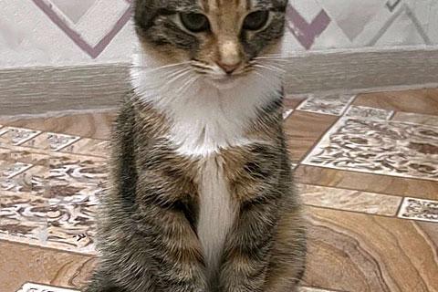 В дар кошку. Маленькое солнышко, милейший котенок Лапушка в добрые руки. Фото1
