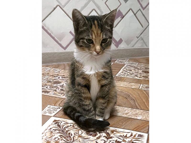 В дар кошку