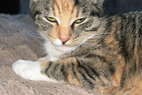 В дар кошку. Маленькое солнышко, милейший котенок Лапушка в добрые руки. Фото4