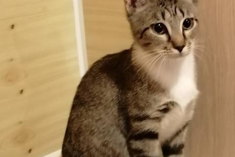 В дар кошку. Ищет семью и теплый дом малышка Ася. Фото1