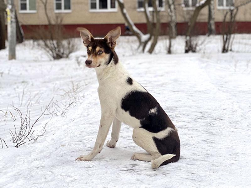 В дар собаку