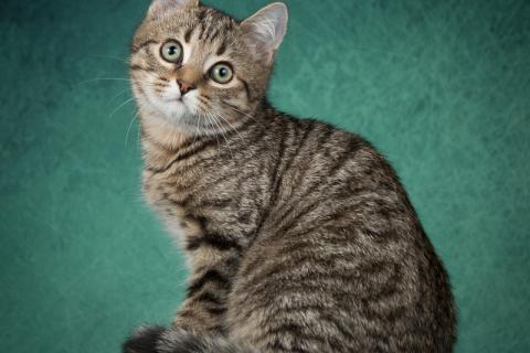 В дар кошку. Котята от мамы британской шиншиллы в дар. Фото1