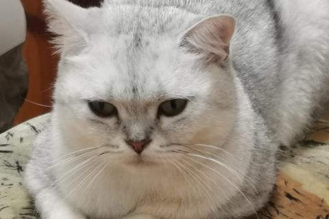 В дар кошку. Котята от мамы британской шиншиллы в дар. Фото4