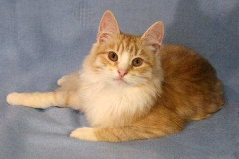 В дар кошку. Веселый озорник Бемби, чудесный котенок-подросток в добрые руки. Фото2