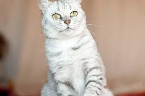 В дар кошку. Британская шиншилла Леди Ди в дар. Фото1
