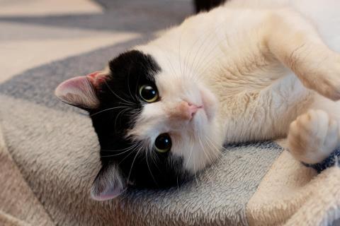 В дар кошку. Чудесный ласковый молодой котик Бантик в дар. Фото2