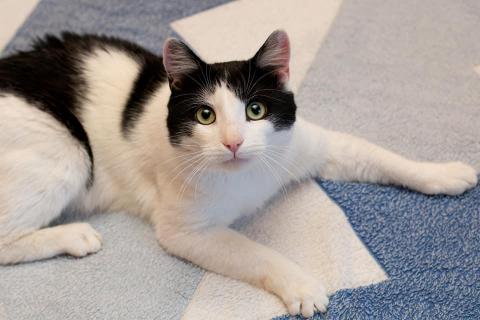 В дар кошку. Чудесный ласковый молодой котик Бантик в дар. Фото4