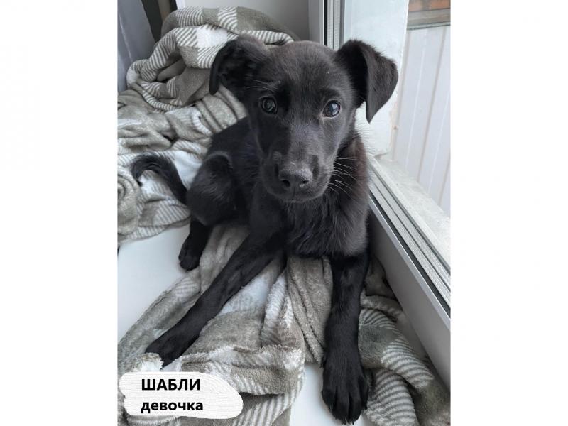 В дар собаку