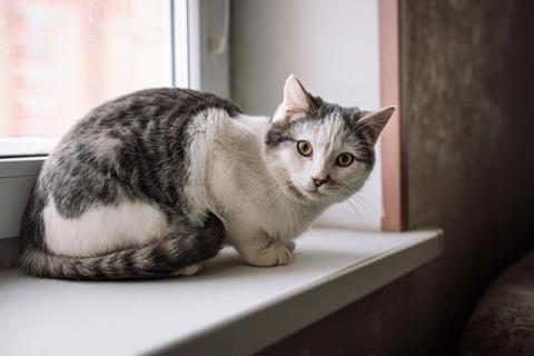В дар кошку. Котенок-подросток Маркиз, обаятельный позитивчик в добрые руки. Фото1