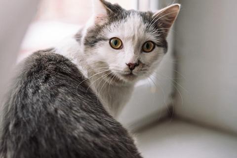 В дар кошку. Котенок-подросток Маркиз, обаятельный позитивчик в добрые руки. Фото3